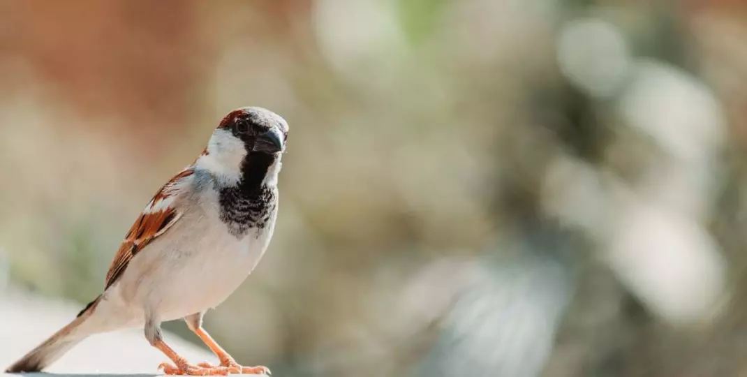 Niebanalne karmniki dla ptaków - Zaskakujące pomysły na DIY